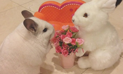 煮飯接電話樣樣行　家庭小萌鼠BUBU報到！ 新加坡、龍貓、毛絲鼠、BUBU、可愛