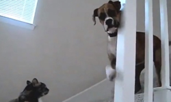 狗狗，你敢過去試試看！貓咪路障霸氣擋路中    路障、貓、狗、惡霸、貓狗大戰