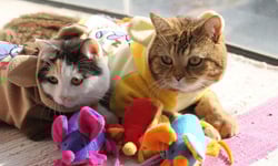 家貓也要好過冬！貓咪冬季保健指南 貓、保健、換季