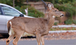 天外飛來一隻鹿！飛天鹿撞昏慢跑正妹事件 Krystine Rivera、鹿、美國、路跑