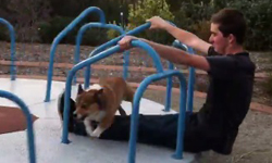 別叫我停下來！對旋轉遊樂設施樂此不疲的瘋狂柯基 柯基、Corgi、奔跑、玩、遊樂設施