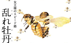 別說那麼多，直接來吧！微害羞的昆蟲交尾圖鑑 昆蟲、交尾、圖鑑、蜻蜓、螳螂、螢火蟲、蜘蛛、女王蜂、藝術