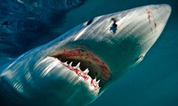 一不小心就會被咬死 命懸一線的水底鯊魚攝影師 水底攝影師、海洋、工作、鱷魚、鯊魚