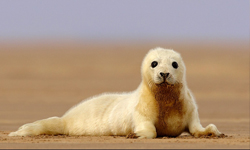 貓頭鷹閱兵踢正步！英國野生動物攝影師實境照圖輯 Austin Thomas、英國、野生、攝影師、松鼠、海獅、羚羊