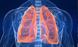 活跳跳的肺就在眼前！器官不思議之獵奇實驗室 肺、血腥、人體、器官、獵奇