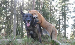 真實版《狐狸與獵狗》！形影不離的童話拍檔Sniffer & Tinni 狐狸與獵狗、Sniffer & Tinni、The Fox and the Dog