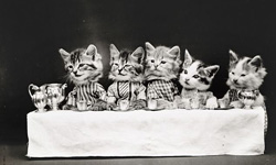 就是要讓你開心大笑 仿人類動作復古小貓萌照 LOLcats、小貓、Harry Whittier Frees、