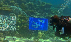 大膽跳下去吧！要潛水才能看的澳洲水下藝術展 澳洲、大堡礁、摩爾礁、潛水、藝術、B.J. Price