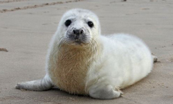 海浪滔滔牠們很怕！拯救與母親失散的孤兒小海豹 海豹、英國、可愛、孤兒、英國皇家愛護動物協會