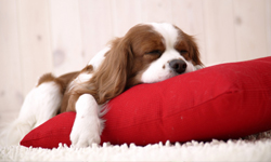 好枕頭才有好睡眠 枕頭保養與挑選的小訣竅 失眠、睡眠、夢、枕頭、寢具