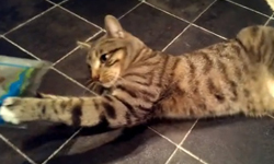 誰都不准跟我搶！偏執狂貓咪特輯 貓、貓咪、偏執、執著、零食、可愛