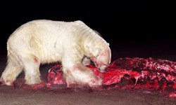 偷吃擱淺鯨魚被抓包！北極熊的血腥晚宴 北極熊、鯨魚、擱淺、血腥、食物