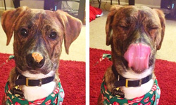 你的舌頭能舔到鼻子嗎？為了舔到花生醬不計形象的狗狗們 花生醬、狗狗、形象、Instagram、#peanutbutterseries