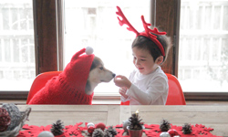 可愛到讓你招架不住 ！混血北鼻與柴犬的甜蜜冬日時光 可愛、混血、北鼻、柴犬、甜蜜