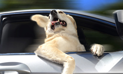 我家寶貝都這樣！超可愛2014狗狗搭車年曆出爐 狗、年曆、2014、搭車、攝影