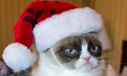 節日什麼的都令人不爽！網路紅貓群起表示討厭聖誕節 網路紅貓、臭臉貓、Grumpy Cat、Colonel Meow、Oskar the Blind Cat