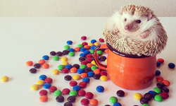 我有刺但我很溫柔　網路紅人小刺蝟Darcy Instagram、Darcy、Shota Tsukamoto、darcytheflyinghedgehog、刺蝟