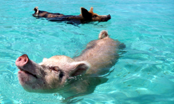 小豬仔的仙境！豬群會陪你游泳的巴哈馬「豬島」 豬群、游泳、巴哈馬、豬島、pig