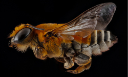 可以再靠近一點看我　猶如外星生物的昆蟲特寫攝影 Sam Droege、昆蟲、攝影、Flickr、外星人