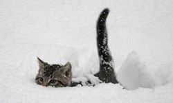 我要抓住你！好動貓咪瘋狂玩雪特輯 貓咪、雪、雪花、玩雪、跳