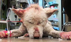 名犬也逃不過被遺棄的命運　從垃圾堆被救出的流浪哈士奇 名犬、哈士奇、遺棄、流浪、狗狗