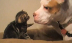 就是喜歡黏踢踢！感情超好貓狗一家親全紀錄    萌、影片、一家親