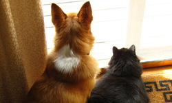 一貓一狗等於雙倍可愛！柯基與貓咪的精采大對決 柯基、威爾斯柯基犬、貓、友情、對決