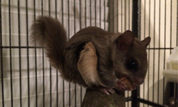 全世界你最可愛！瀕死小飛鼠獲救記 飛鼠、寶寶、獲救、成長、可愛、生命、瀕死、松鼠、3sgtejeff、Biscuits