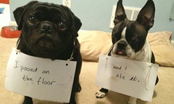 媽媽對不起，我錯了！狗狗闖禍後的懺悔實錄 狗狗、懺悔、尿尿、大便、闖禍