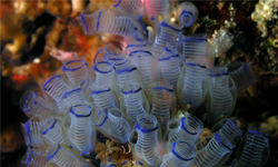 用不到大腦就自己吃掉！越活越倒退的「海奶子」海鞘 海鞘、海奶子、Ascidiacea、tunicate、pyura chilensis