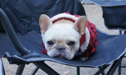 小小一隻卻霸氣十足！10個你應該要愛上法鬥的原因 法鬥、法國鬥牛犬、可愛、原因、忠心