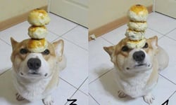 特技神犬在台灣！柯基阿布的頂上功夫 柯基、特技