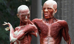 名人一份去皮帶骨！8位剝皮明星驚悚合成圖集 去皮、帶骨、脫皮、剝皮、明星、驚悚、圖集、合成、人體模型、PS