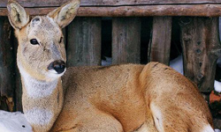 新一代神獸雪泥馬！呆萌魅力無限的「傻狍子」矮鹿 神獸、雪泥馬、傻狍子、矮鹿、呆萌、動物、爸爸去哪兒、狍子、屁股