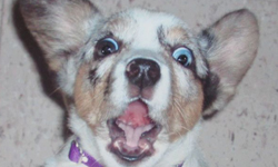 不是每隻狗都是膽小狗英雄！狗狗驚慌失措爆笑特輯 狗、膽小、英雄、勇敢、害怕