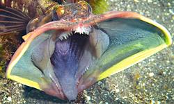 小美人魚的恐怖鄰居？10種怪魚大蒐奇 小美人魚、海洋、怪魚、蒐奇、物種