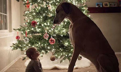 就算再也見不到，也要永遠記住主人...狗狗飼養人類指南說明書 貓奴、狗奴、囂搞、臉書、插畫、狗狗飼養人類指南說明書、領養、流浪狗、棄養