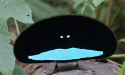 這是一隻鳥？對愛忠貞不渝的怪鳥—華美極樂鳥 華美極樂鳥、極樂鳥、鳥、天堂鳥