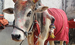 顯神蹟的第五隻腿！保證讓你懷上男孩的五腿牛Raju Raju、印度、牛、畸形、神話