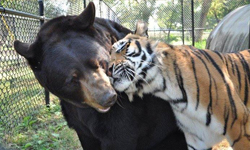 你儂我儂，忒煞情多！獅子、老虎、熊的恩愛日記 獅子、老虎、熊、可汗、巴魯、里奧、諾亞方舟動物復育中心、Noahs Ark Animal Sanctuary