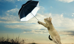 喵星人性感報到　貓奴都該買回家供奉的2014貓咪年曆 貓奴、喵星人、性感、年曆、Paul Cocken