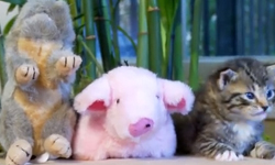 辛巴、刀疤都換喵星人當！小男孩當配音員的貓咪版《獅子王》 辛巴、刀疤、喵星人、獅子王、LION KING