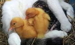 連「度咕」都那麼可愛！真實版黃色小鴨打盹特蒐 度咕、可愛、真實版、黃色小鴨、打盹