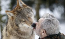 40年養70匹狼！80歲老爺爺與狼共舞的故事 Werner Freund、與狼共舞、野狼、狼人、德國