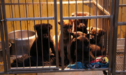 你對家裡的寵物了解多少？獸醫要告訴你的6件事    寵物健康、獸醫、知識、動物、流浪動物花園