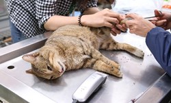 為什麼你們不要我…？那些《十二夜》沒有說完的故事 流浪動物、十二夜、中途之家、收容所、捕犬