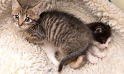 在收容所找到一生摯友！貓咪好朋友Betsy&Curly 收容所、貓咪、好朋友、Betsy、Curly