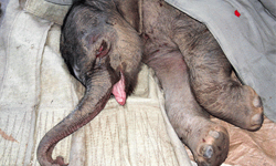 為什麼媽媽會拋棄或殺死寶寶？動物棄嬰特輯 寶寶、新生兒、新生、棄嬰、孩子