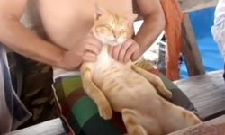 喵喵才是一家之主？狂妄貓大牌登場    貓、貓奴