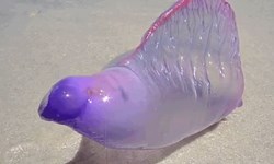 美麗外表下的劇毒誘惑！宛如外星生物的僧帽水母 Portuguese man o' war、僧帽水母、葡萄牙站驗、毒素、刺細胞